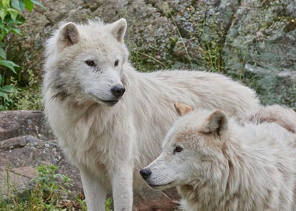 Arctic Wolves