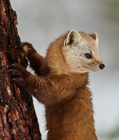 American Pine Marten