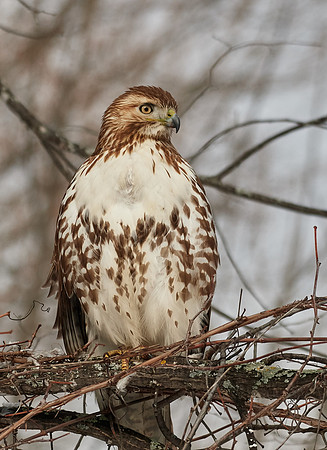 Red-tailed Hawk
