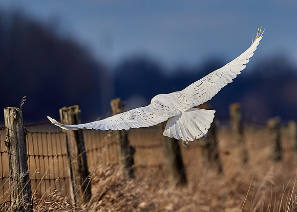 Snowy Owl