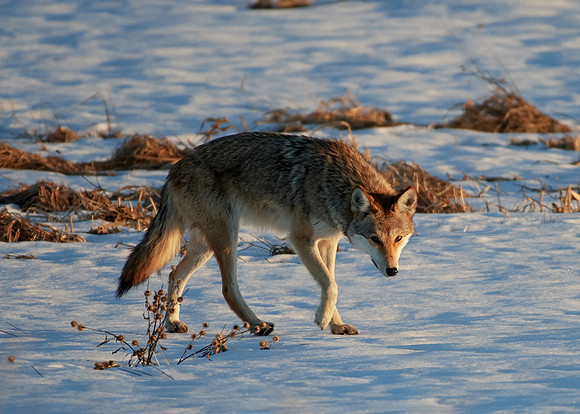 Eastern Wolf