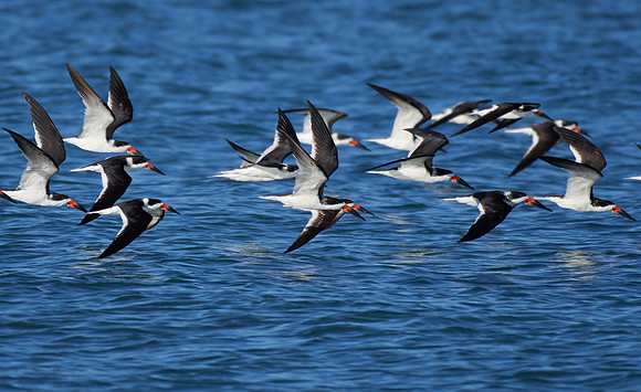 Black Skimmers in Flight