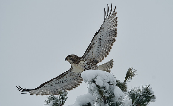 Red-tailed Hawk