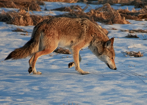 Eastern Wolf