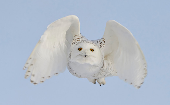 Snowy Owl