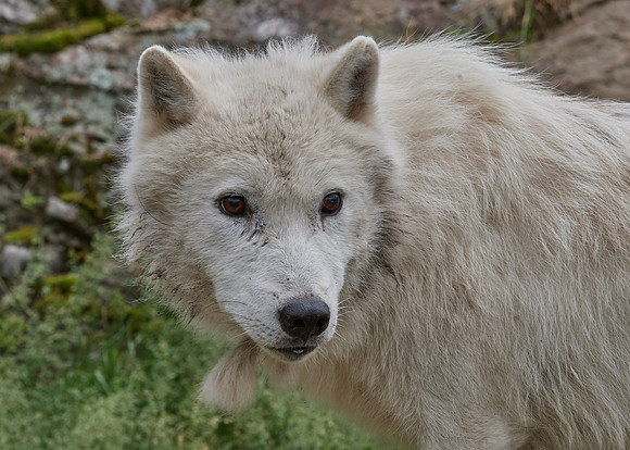 Arctic Wolf