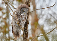 Great Grey Owl