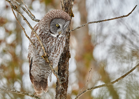 Great Grey Owl
