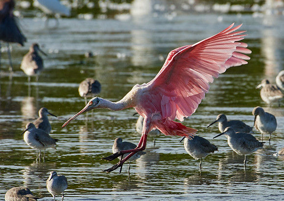 Roseate Spoonbill