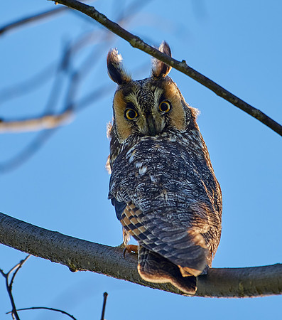 Long Eared Owl