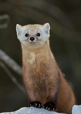 American Pine Marten