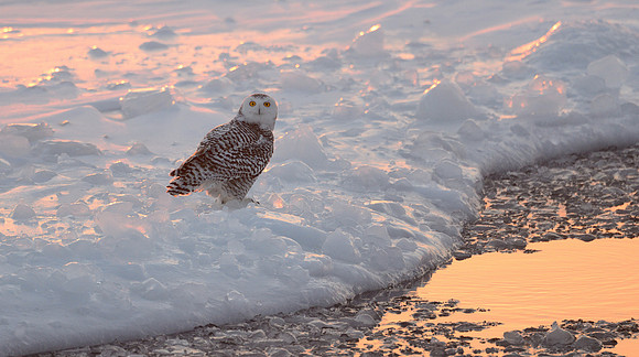 Snowy Owl