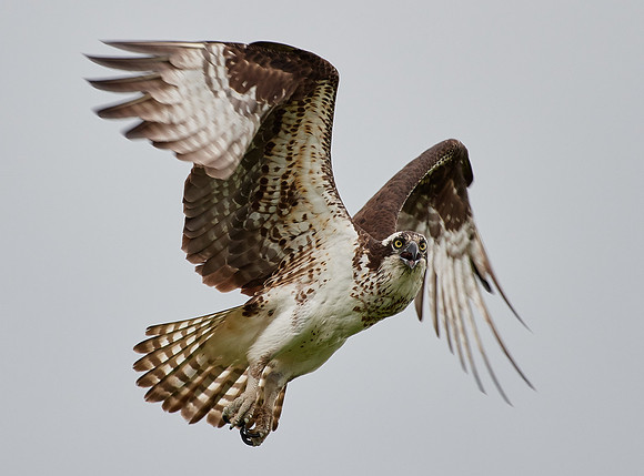 Osprey