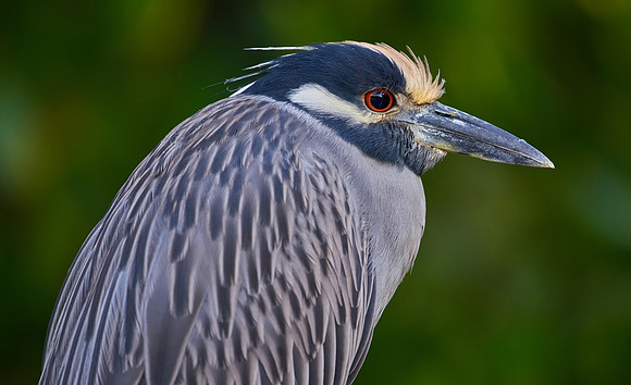 Yellow Crowned Night Heron