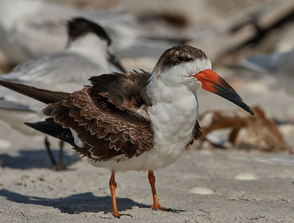Juvenile Black Skimmer