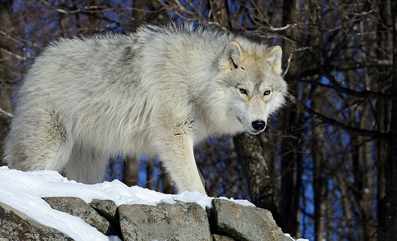 Arctic Wolf