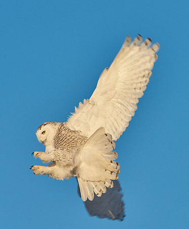 Snowy Owl