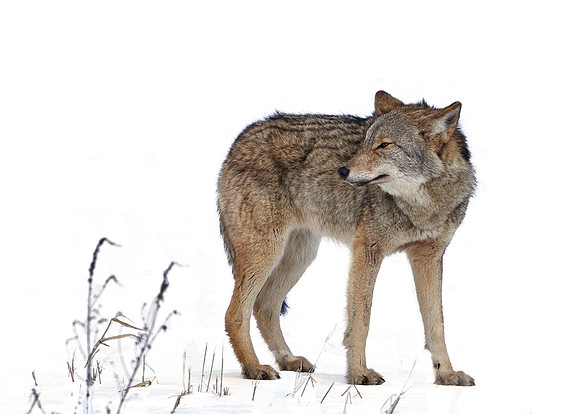 Eastern Wolf