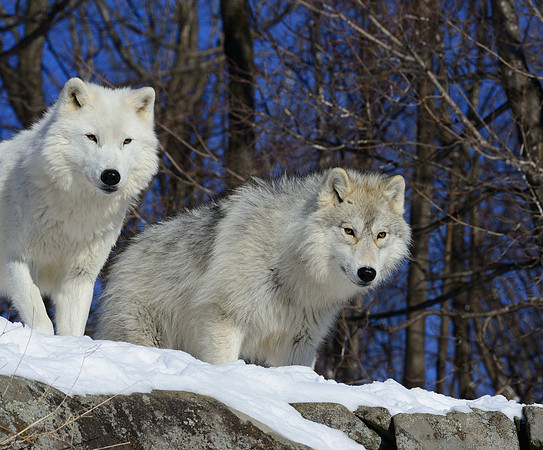 Arctic Wolf