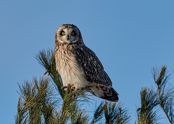 Short Eared Owl