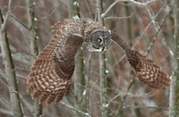 Great Grey Owl