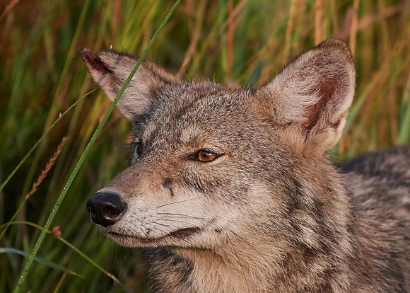 Eastern Wolf