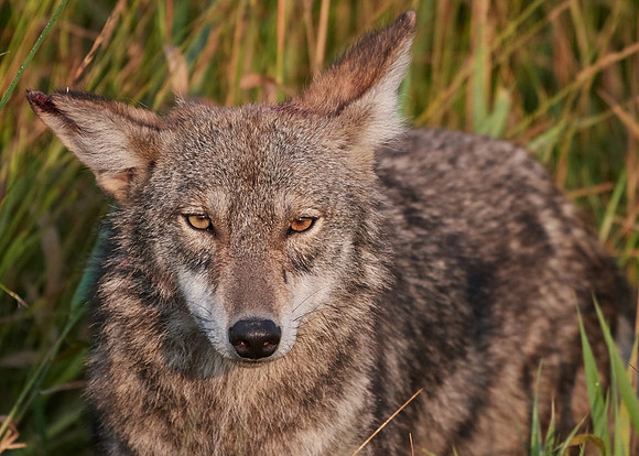 Eastern Wolf