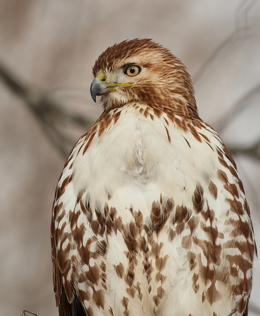 Red-tailed Hawk