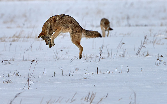 Eastern Wolf