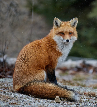 Red Fox