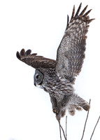 Great Grey Owl