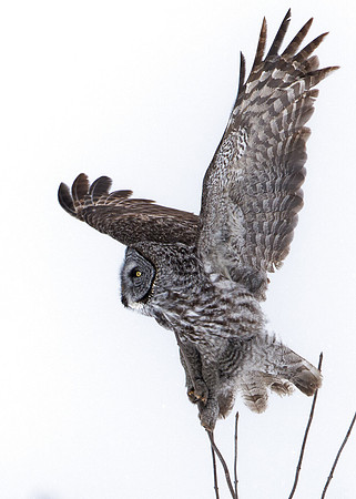 Great Grey Owl