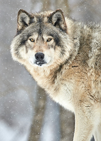 Timberwolf