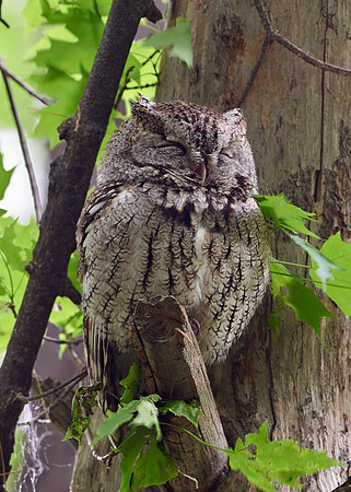 Eastern Screech owl