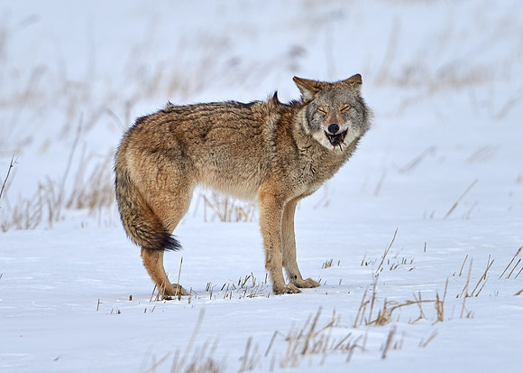 Eastern Wolf