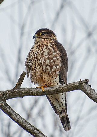 Merlin
