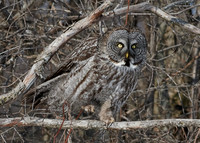 Great Grey Owl