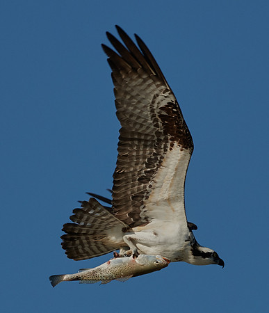 Osprey