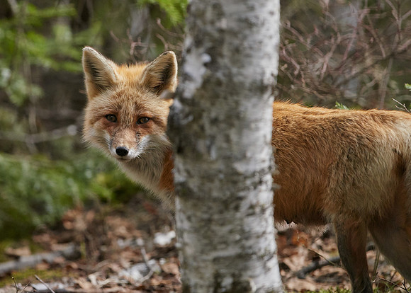 Red Fox
