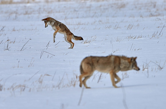 Eastern Wolf