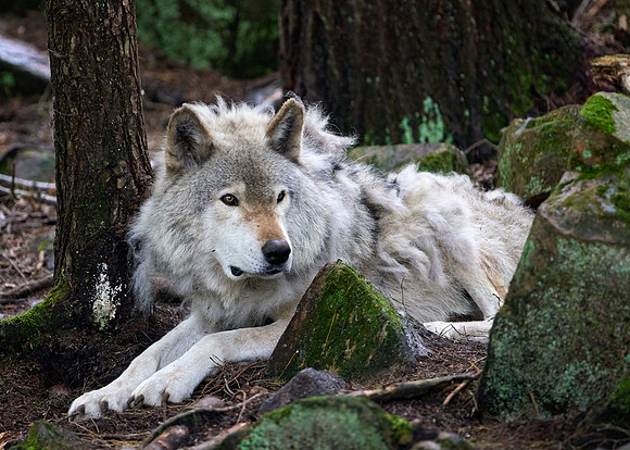 Timber Wolf