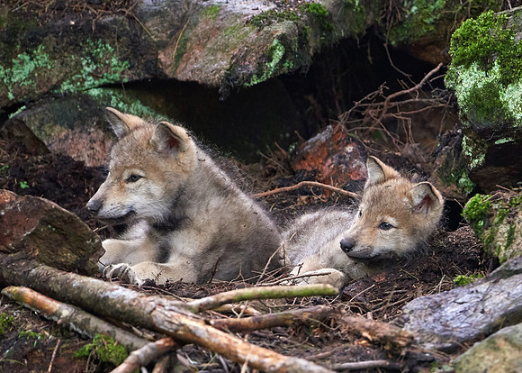 Timber Wolf Pups