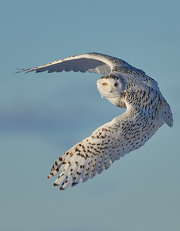 Snowy Owl