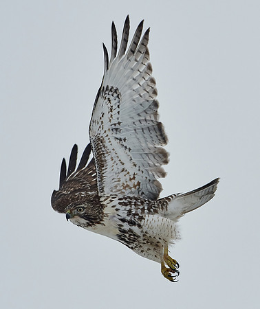 Red-tailed Hawk