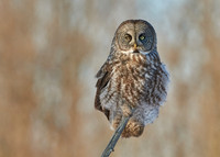 Great Grey Owl