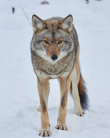 Coyote