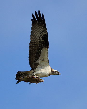 Osprey