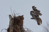 Great Grey Owl