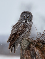 Great Grey Owl