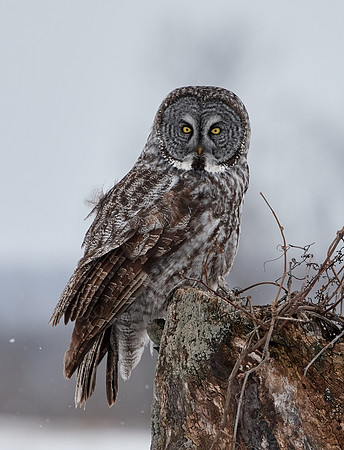 Great Grey Owl